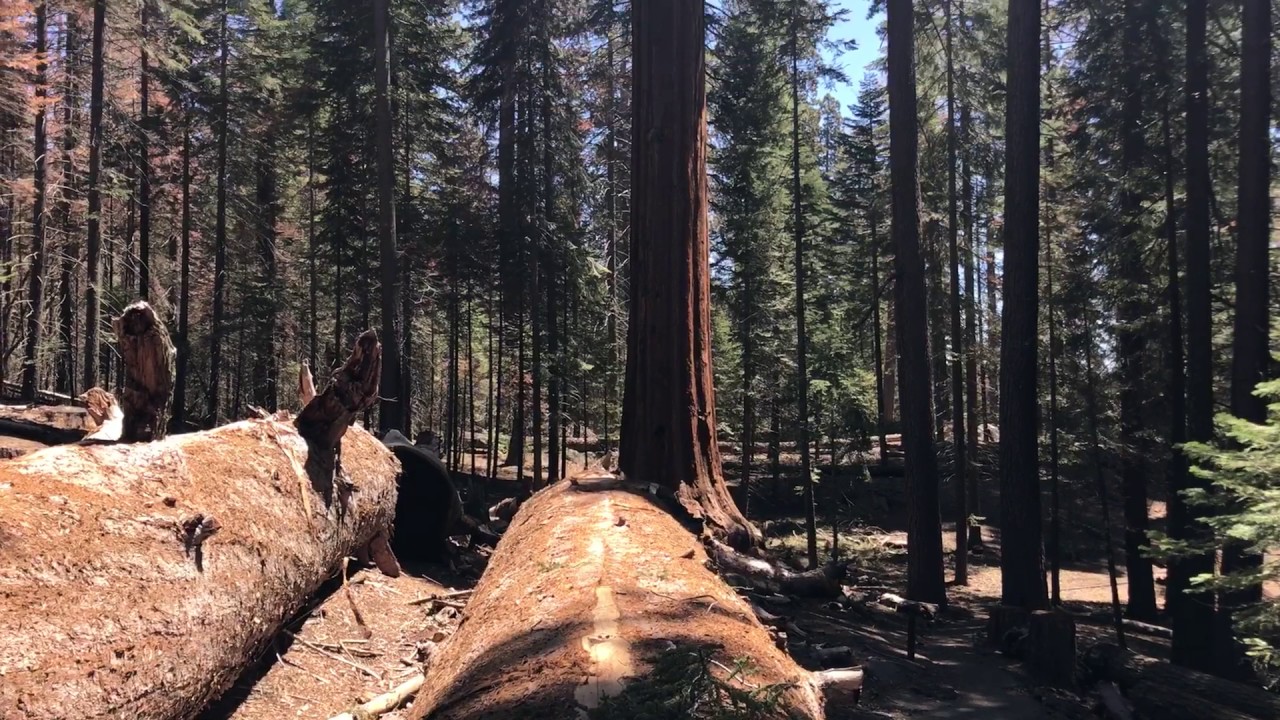 Walk on fallen Sequoia