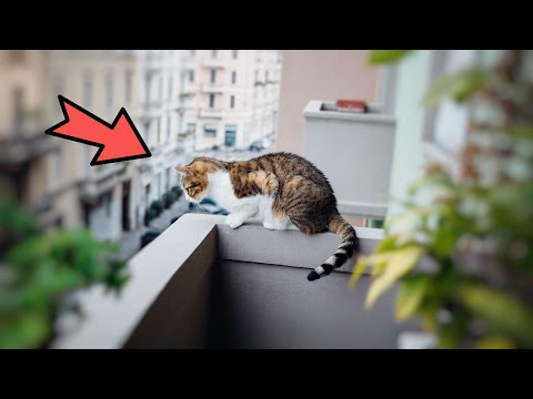 EVERYONE WAS SHOCKED BY WHAT THE STAY CAT LEFT ON THE BALCONY 