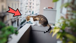 Stay Kedi̇ni̇n Balkonda Biraktiklariyla Herkes Şok Oldu
