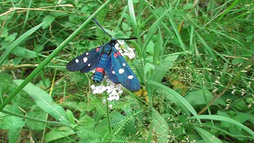 Бабочка. Пестрянка Эфиальт или Пестрянка изменчивая ( Zygaena ephialtes )
