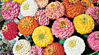 Culture des zinnias