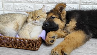 German shepherd puppy and Scottish straight cat rest together 💕 by Funny Pets 1,943 views 1 year ago 1 minute, 13 seconds