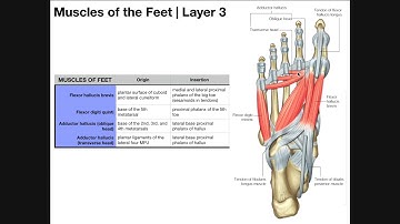 Intrinsic Muscles of the Feet [Part 2] | Layers 3 & 4