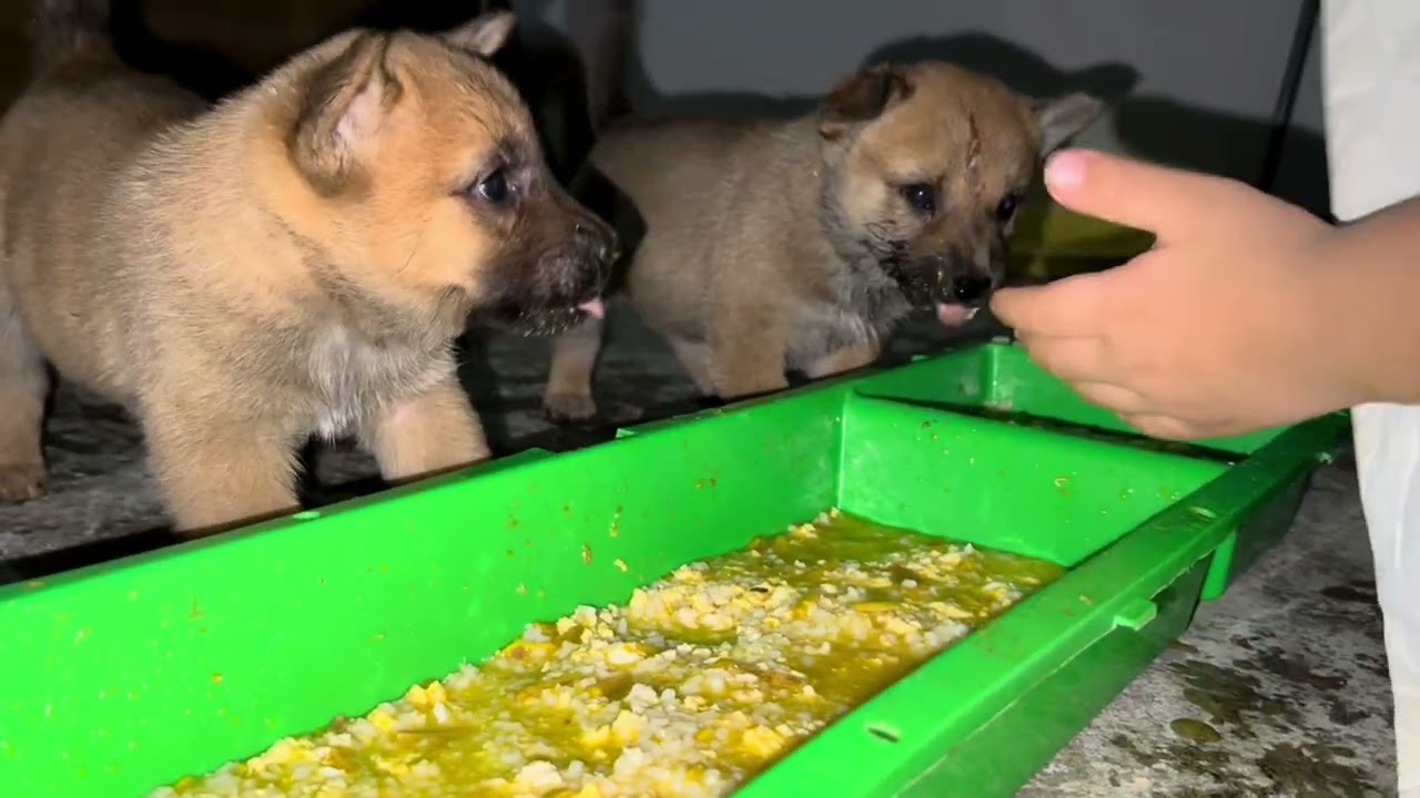 小放一家去吃酒席，11只小狗饿得哇哇叫，立马跑去狗窝，全部围着吃饭太幸福了