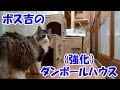 保護猫ボス吉の強化ダンボールハウス　Rescued cat, Boss Cat's enhanced Cardboard House