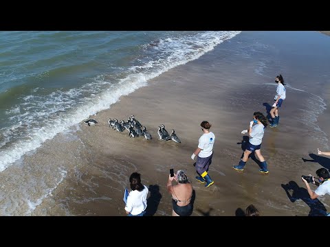 12 pingüinos regresan al mar para continuar su viaje migratorio gracias al esfuerzo de una comunidad