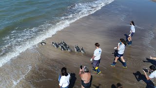 12 pingüinos regresan al mar para continuar su viaje migratorio gracias al esfuerzo de una comunidad