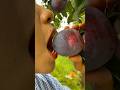 Beautiful nature fresh fruit cutting 8 #satisfying#nature#fruitcutting#garden#farm#foryou