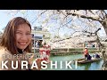 Okayama top9 things to do in kurashiki beautiful sakura cherry blossom japan travel vlog