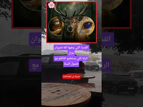 القدرة التي وهبها الله لحيوان غزال الرئة لكي يستطيع