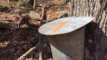 Cloudy sap, dump it or boil it for maple syrup?