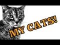 Yoanty vlogs my cats