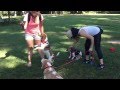 Rusty's 1st Beagle Birthday Bash: Prospect Park, Brooklyn, NY (Part 1) Rusty's 1st Beagle Birthday Bash: Prospect Park, Brooklyn, NY (Part 1)