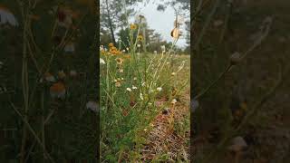 Çok Uğraştım Edemedim Gönlünü