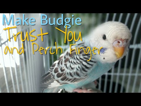 Wie ein Budgie TRUST Sie machen und Barsch Ihre Finger