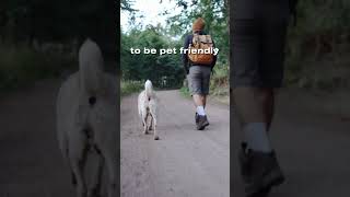 Planning a getaway but worried about leaving your dogs behind?
