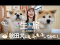 秋田犬にきりたんぽ鍋にラジオ体操！？冬の秋田に行ってきた！