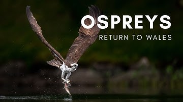 Ospreys Return to Wales! | Nature Diaries