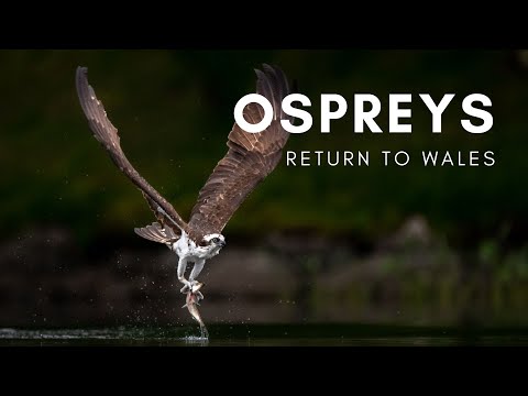 Ospreys Return to Wales! | Nature Diaries