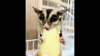 Cute Sugar Gliders! | The Cute Show by Mr. Akram animals lover🐾 12 views 10 months ago 1 minute, 1 second