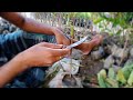 How to Grafting Guava Tree Full Process(Thai ,Vnr bihi,verity) Contact - 8926100200