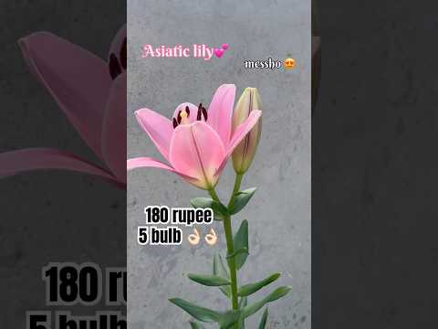 Asiatic lily from messho #plants #music #garden #ytshorts #gardening #subscribe #flowers #youtube