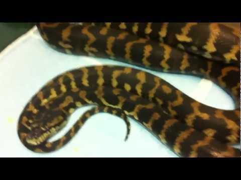 Carpet python prolapse update 48th hour