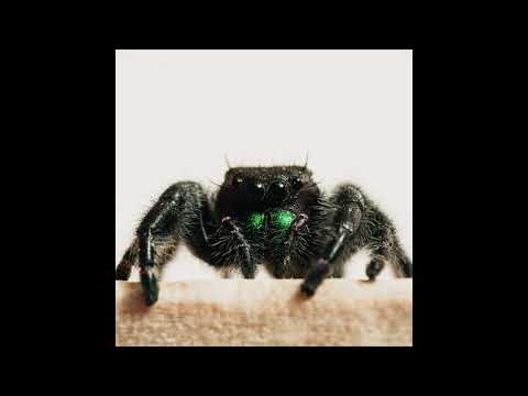 mydirkyhobby feat. Morgana - Spinne