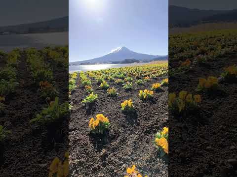 静静感受秋冬的富士山。
