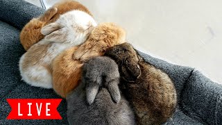 LIVE Bunny Cam - Baby Holland Lop Bunnies Playing!
