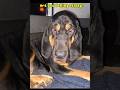 🤣#shorts #funnypetshorts #dogshorts #cutepets #cutedogs #hounddog #bloodhound #socute #lol #dogs
