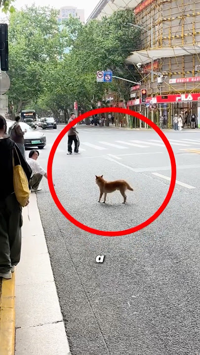 Puppy’s gratitude #puppy #dog #anime #pets #animals #cute