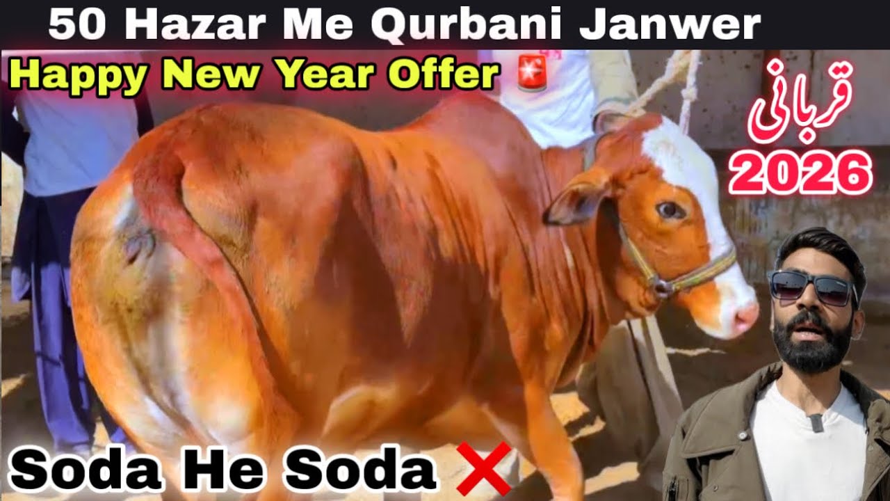 Karachi Ki Sasti Cow Mandi 2026 | Haroon Bhai Qurbani Ka Sasta Janwer  Le Aya 😍 | Cow Mandi 