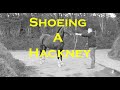 Shoeing a hackney horse