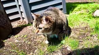 Kitty eats grass in new house.