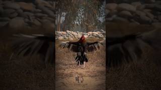 Faiter Nasal King Aseel Murga Aseel Viral 100 Millionviews