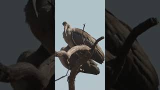 Hadeda Ibis shorts marievalebirdsanctuary fyp nature birds birdsounds