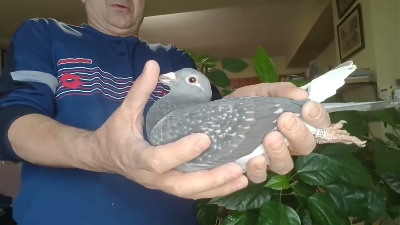 Prezentare pui licitatie Magirescu+Ojog+Dorneanu! 