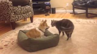 Corgi Puppy vs Cat