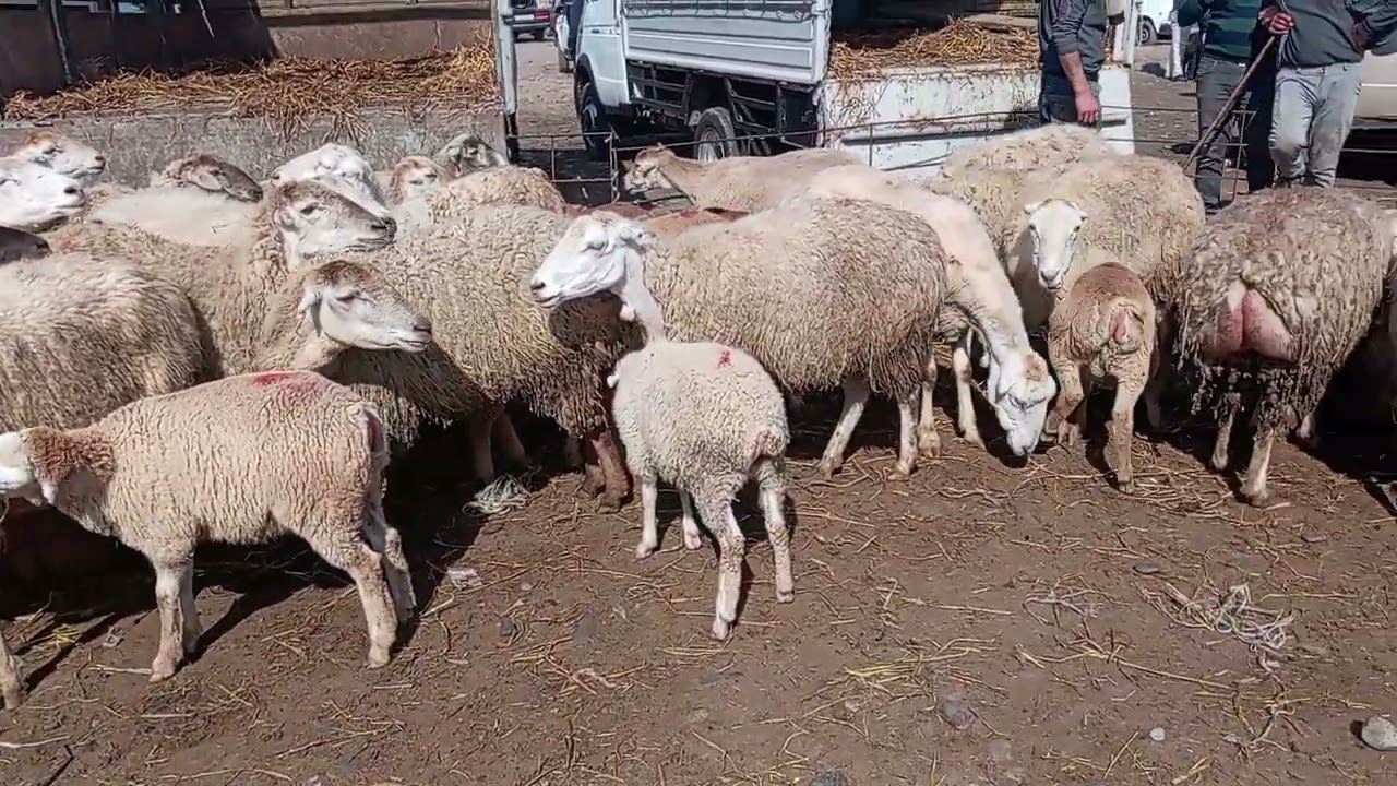 İMİŞLİ qoyun bazarı 22.04.2025.050.571.71.57