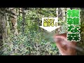 494/新緑の北海道の森を描く！