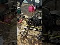 Interesting engine running at the Florida Flywheelers tractor show #shorts