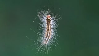 Nature's dance: MOTH CATERPILLAR hanging by a thread, Singapore