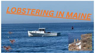 Lobster Boat Maine Watch a Real Lobsterman Setting Traps in Boothbay Harbor
