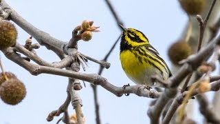 Climate change is altering birds' migrations
