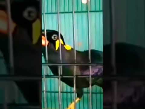 Burung beo yang sudah pintar berbicara, # plis subscribe ya,,🙏