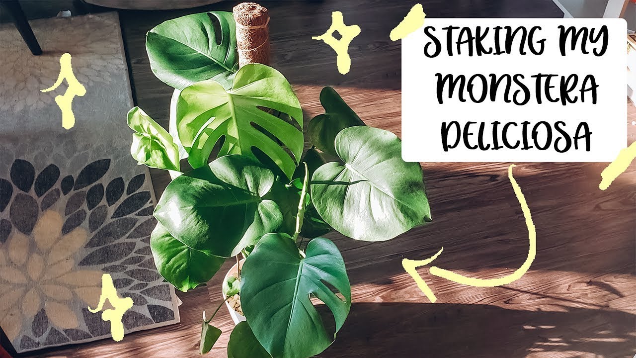 Install Totem Pole for Plant Support Tutorial | Monstera Deliciosa