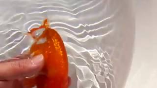 DSCF5281