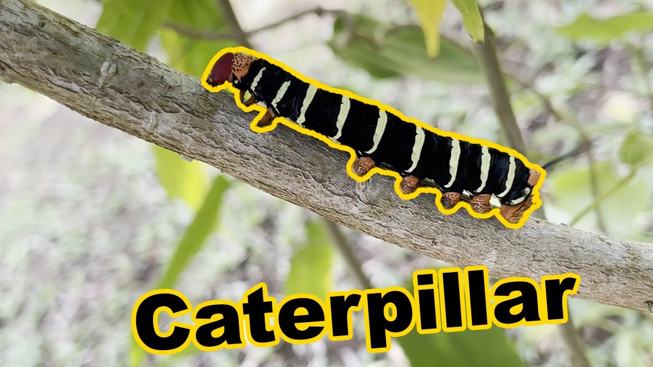 Caterpillar walking, Pseudosphinx tetrio, sphynx du frangipanier