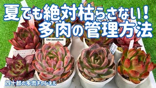 Succulents] 🍀How to keep them alive through summer❗️Care tips